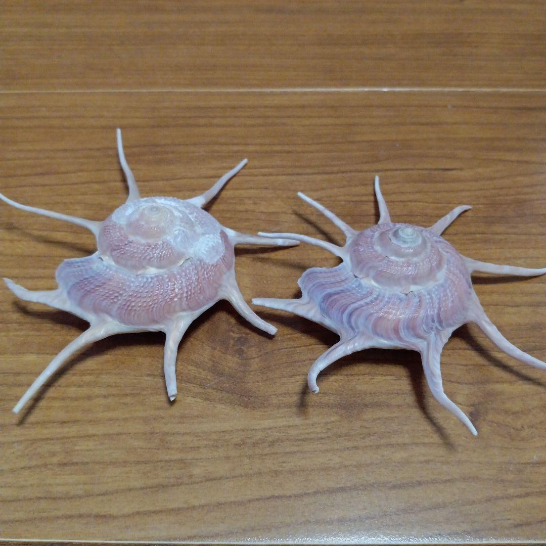 貝殻標本　ハリナガリンボウ　（蓋つき）