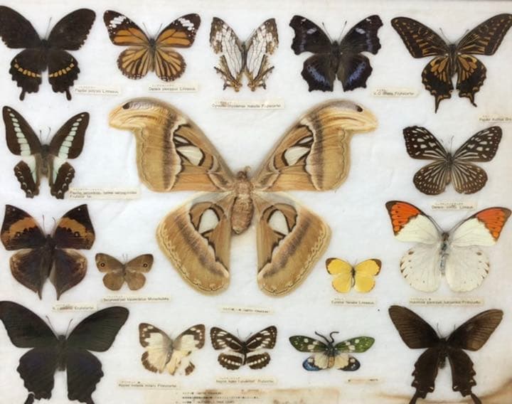 蝶の標本
