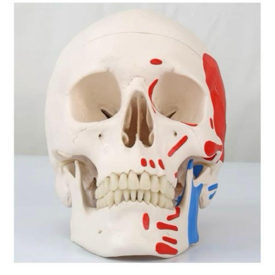 3B Scientific A23 頭蓋骨モデル