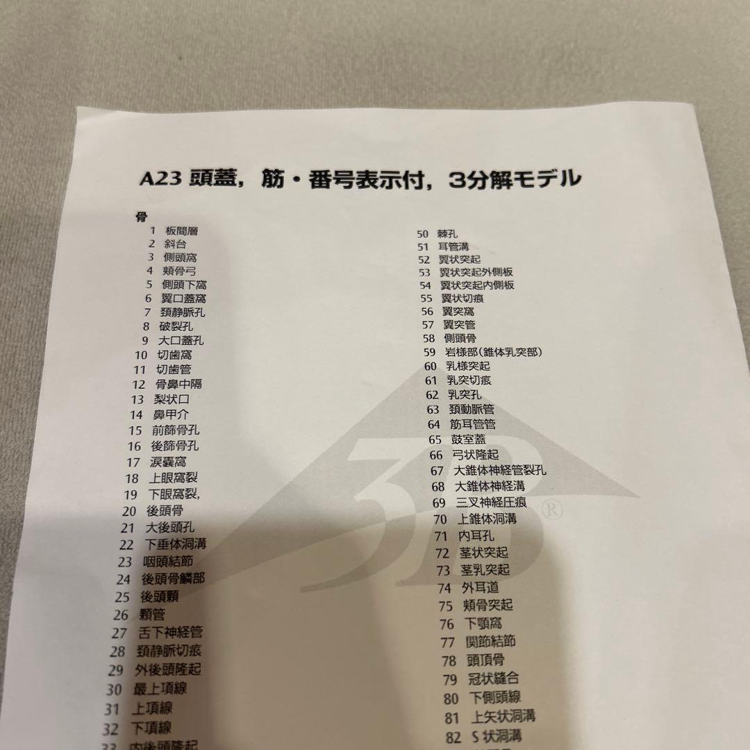 3B Scientific A23 頭蓋骨モデル