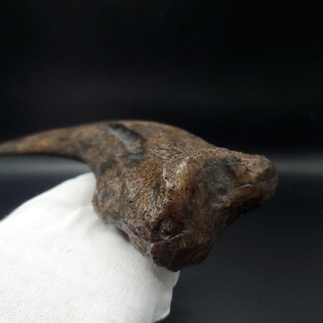 スピノサウルス 爪 レプリカ 179.96mm  spr3