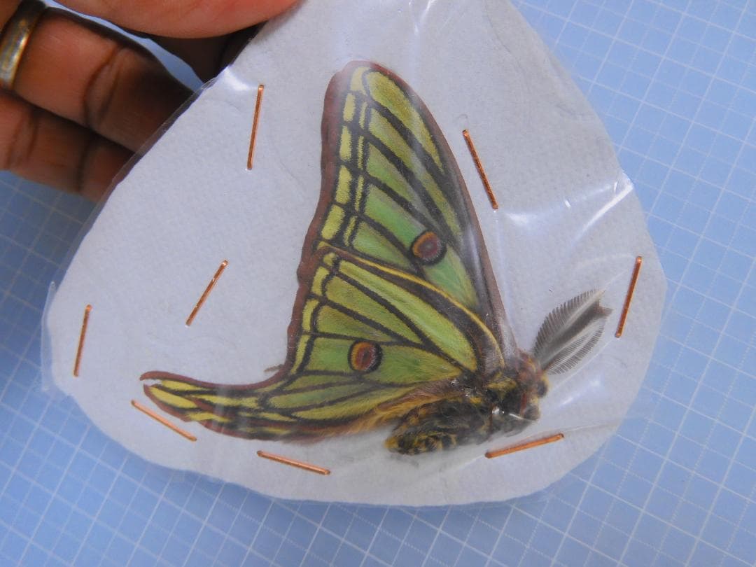 スペイン産　イザベラミズアオ　ペア　A-