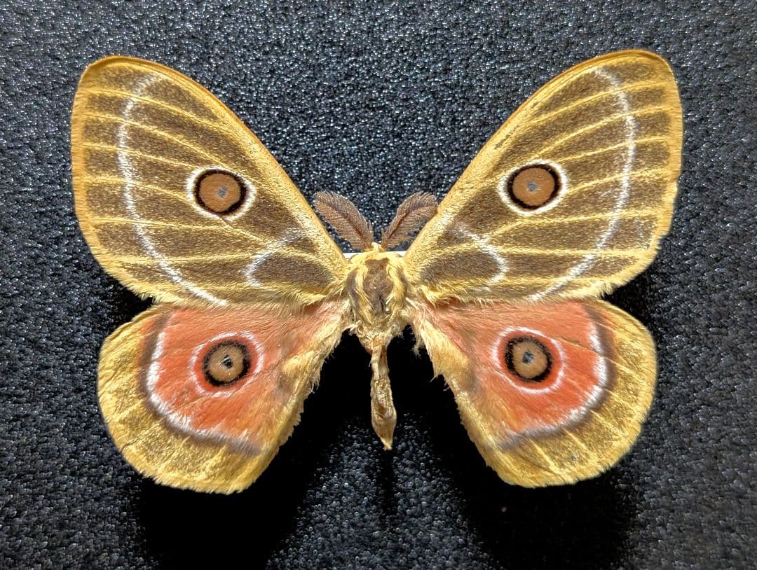 超入手困難種　レンダリトラフヤママユ　蛾　標本