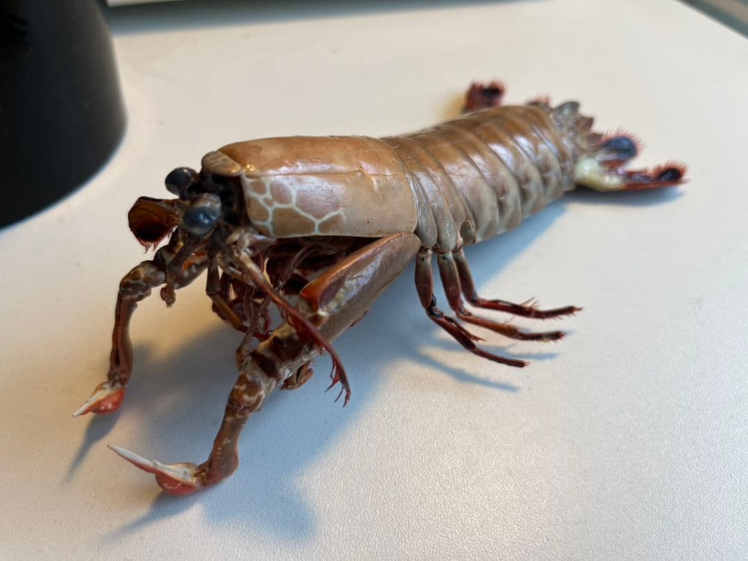 モンハナシャコ 蟹カニガニ甲殻類エビ蝦蛄タランチュラ標本