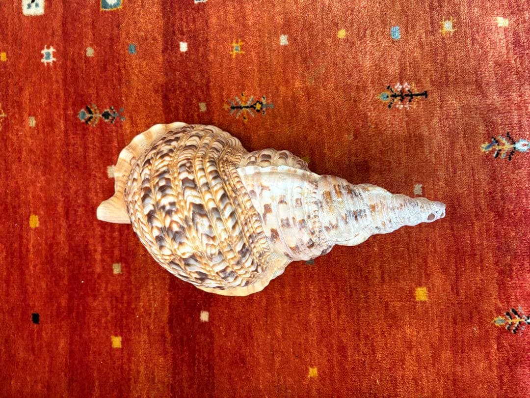 大きな螺旋状の貝殻