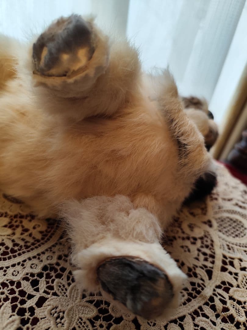 レトロ　シーズー　ぬいぐるみ　レトロぬいぐるみ