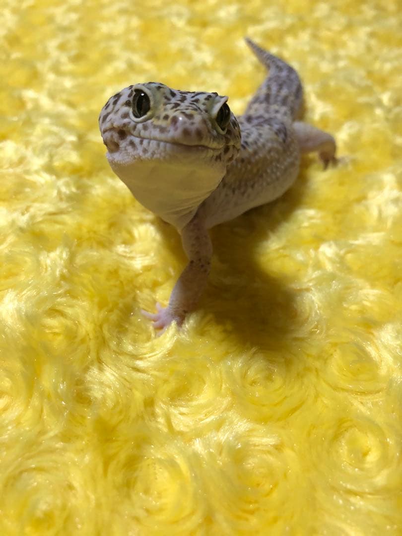 ネイルパーツオーダー参考画像