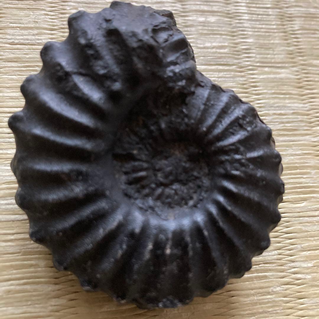 ペルー産　白亜紀リエリセラス腕足類　ブラックアンモナイト