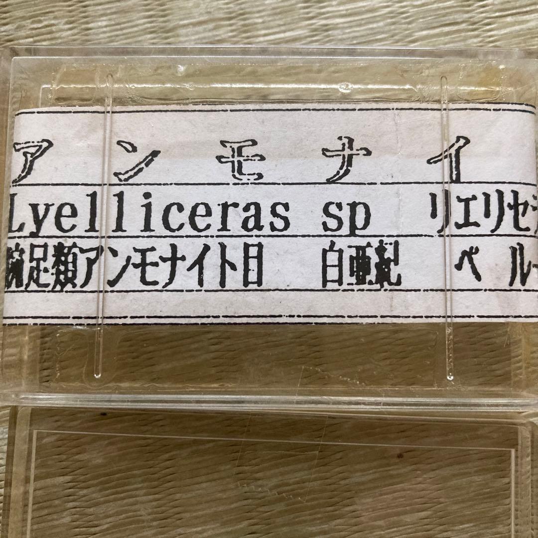 ペルー産　白亜紀リエリセラス腕足類　ブラックアンモナイト