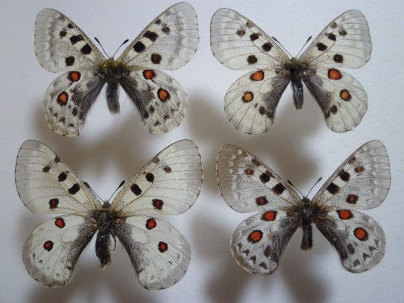 【外国産蝶標本】テンシャンウスバ♀1♂3/キルギス産.カザフスタン産