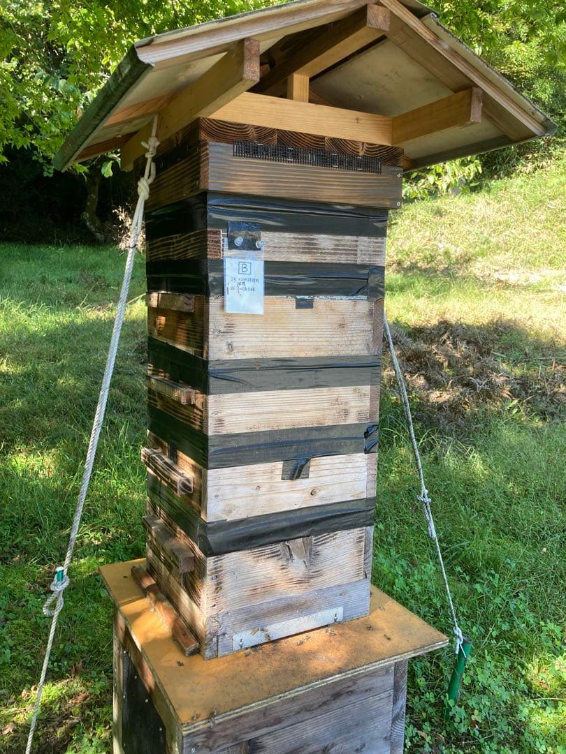 日本ミツバチのハチミツ　たれ蜜 ❣️送料込み‼️ ¥8,640