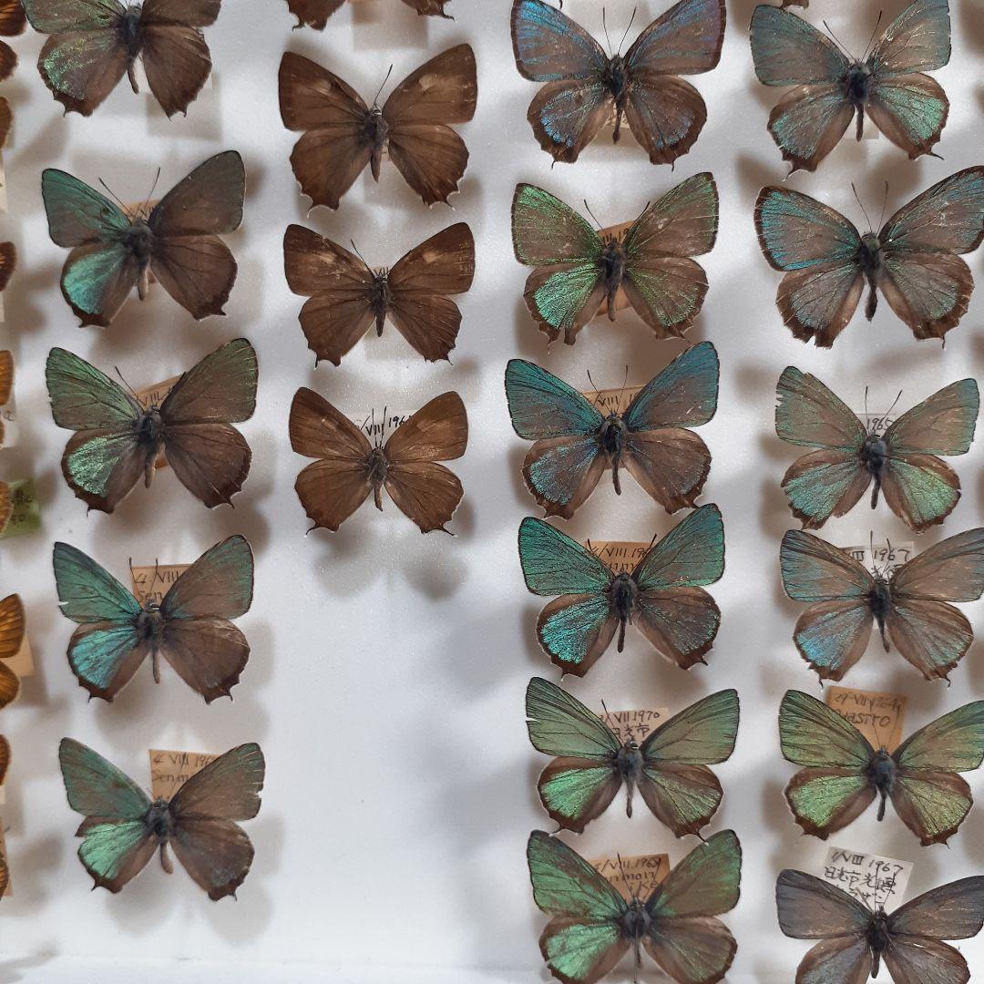 蝶標本　ゼフィルス及びセセリチョウ科22種。大型ドイツ標本箱二箱入りセット
