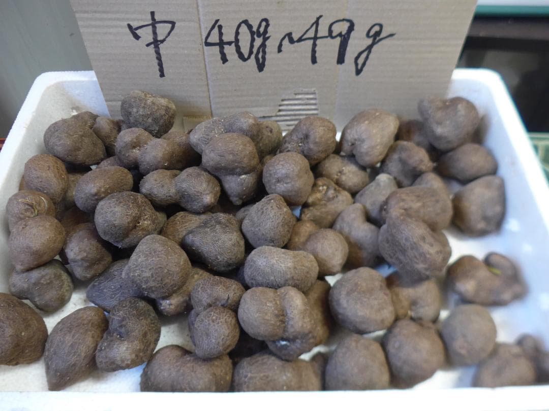 【専用出品】紫山芋のむかご20g～50g合計400個を特別販売!