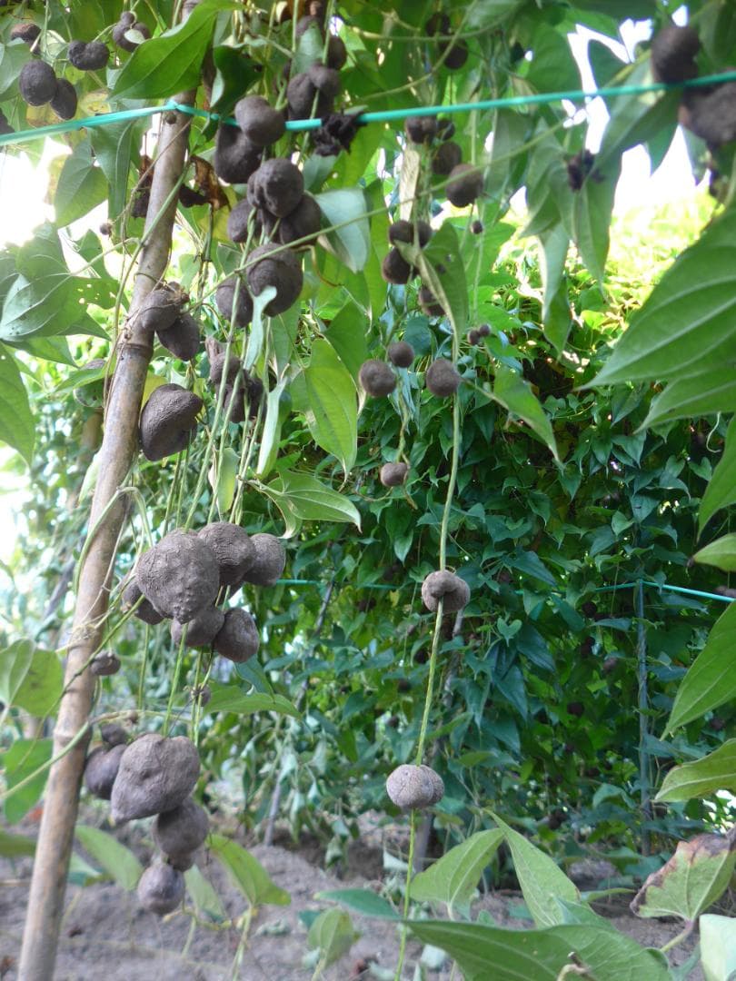 【専用出品】紫山芋のむかご20g～50g合計400個を特別販売!