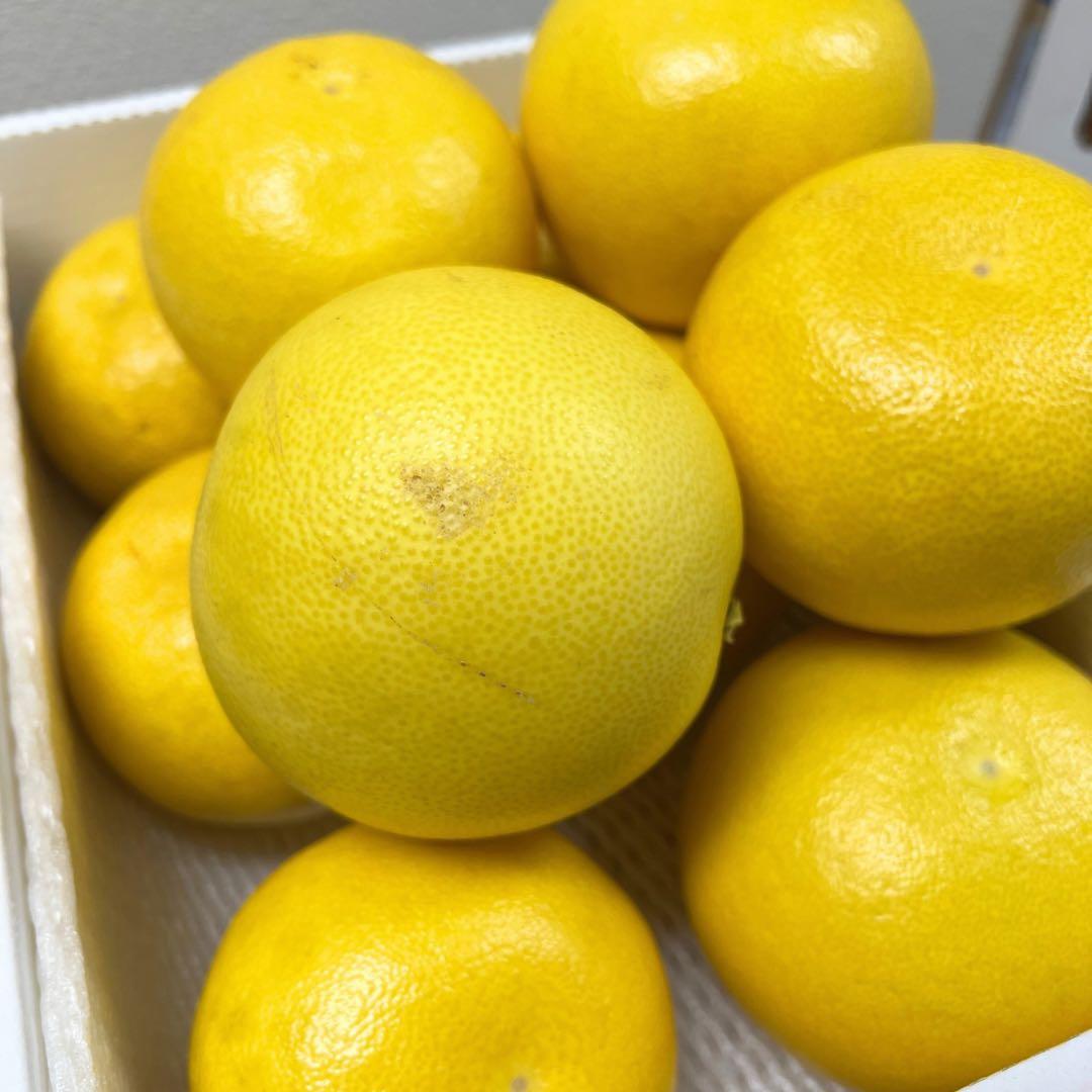 文旦　土佐文旦　ハウス栽培　　42