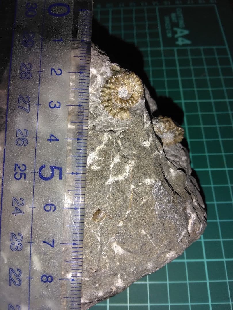 北海道幌加内産　超希少種 アンモナイト　モルトニセラス　化石　激レア