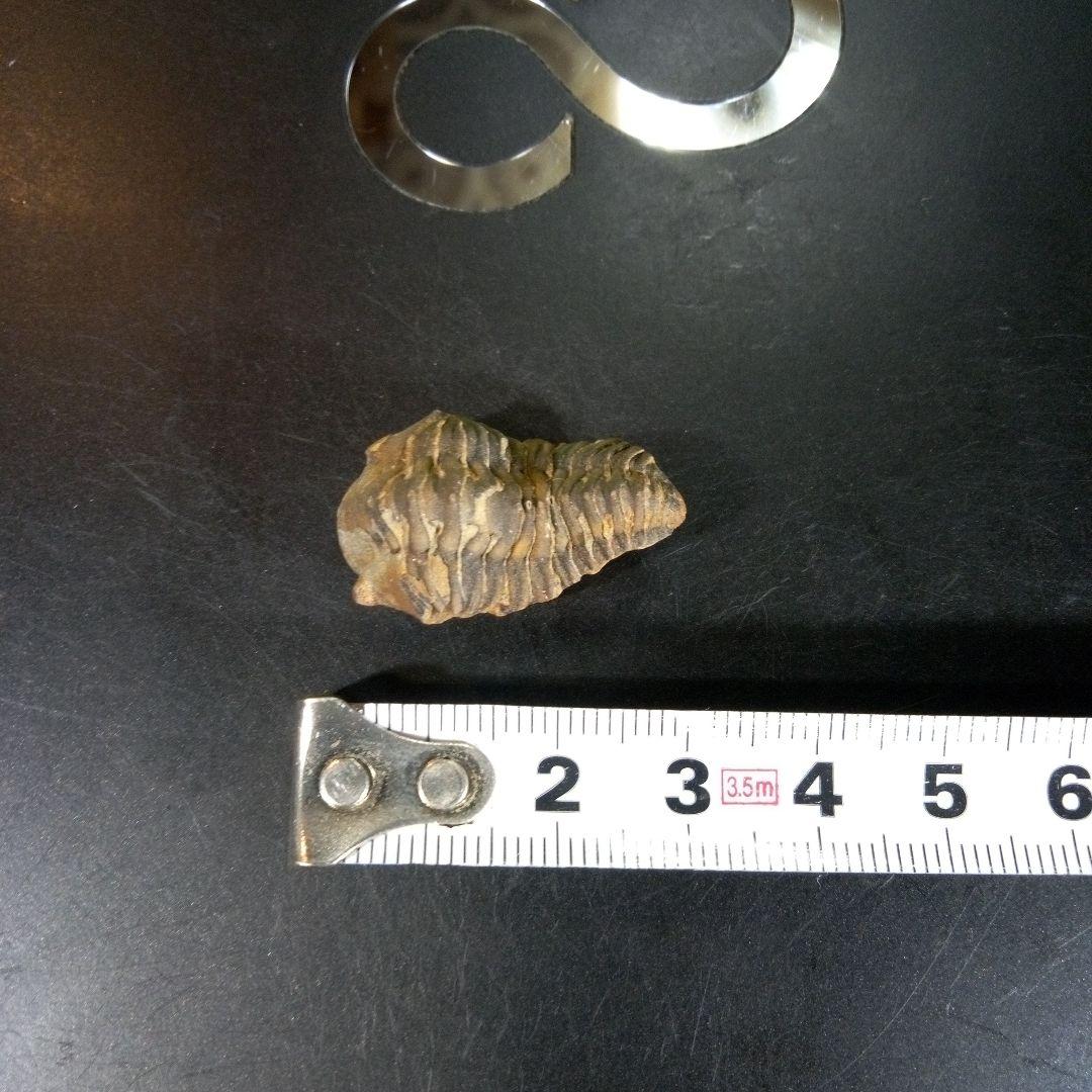 三葉虫　化石　fossil　海　ボリビア産　trilobite　海生動物判別⑫