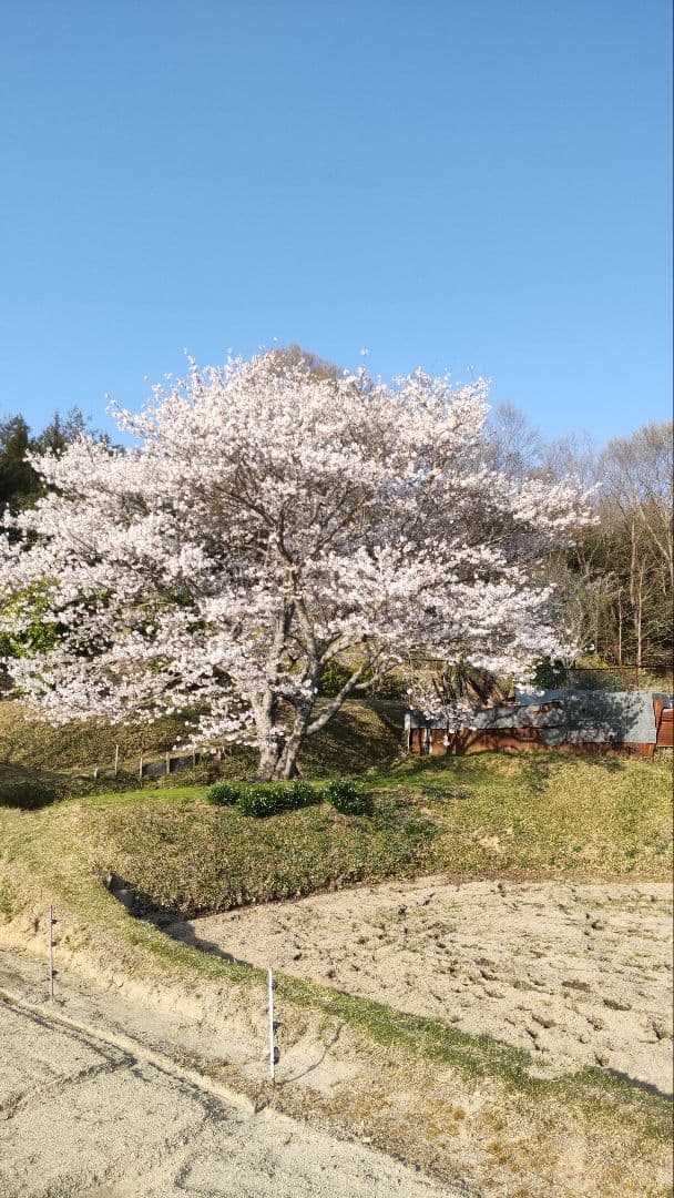 日本蜜蜂百花蜂蜜 天然非加熱無添加６００グラム２本