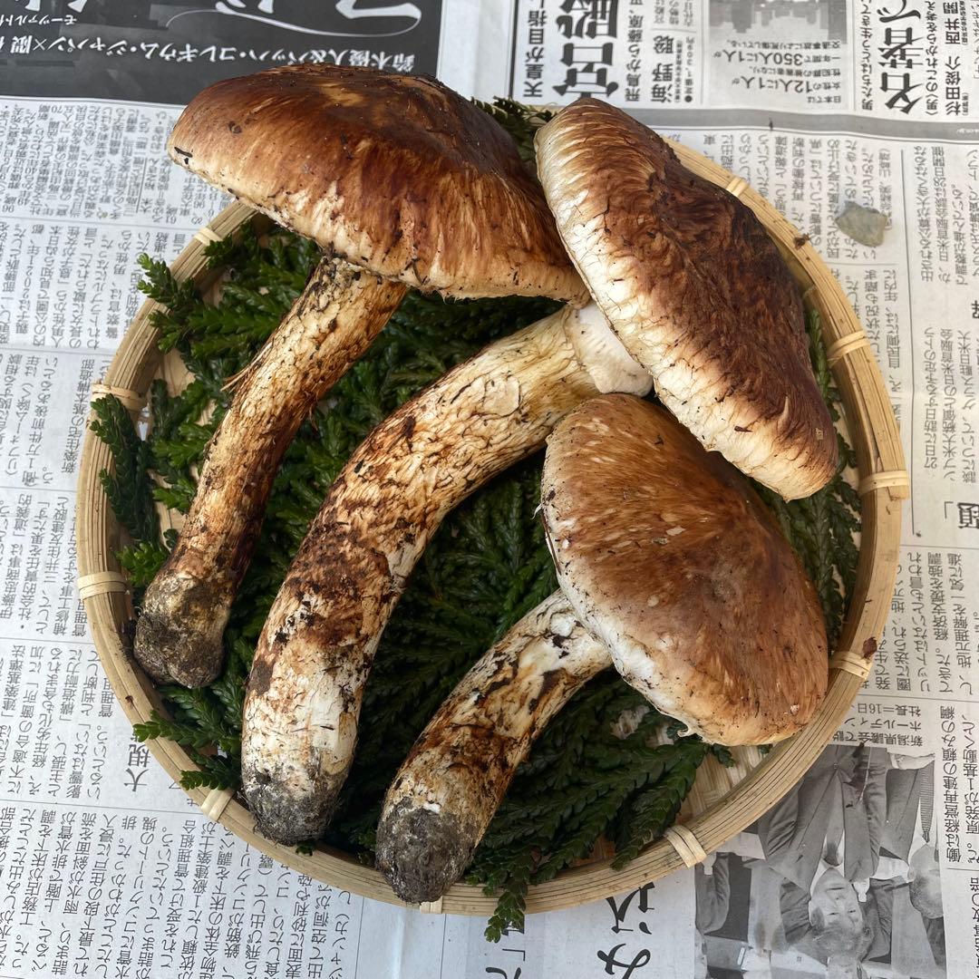 天然きのこ 松茸 国産 良品‼️ マツタケ まつたけ 森の凛さん採取 その158