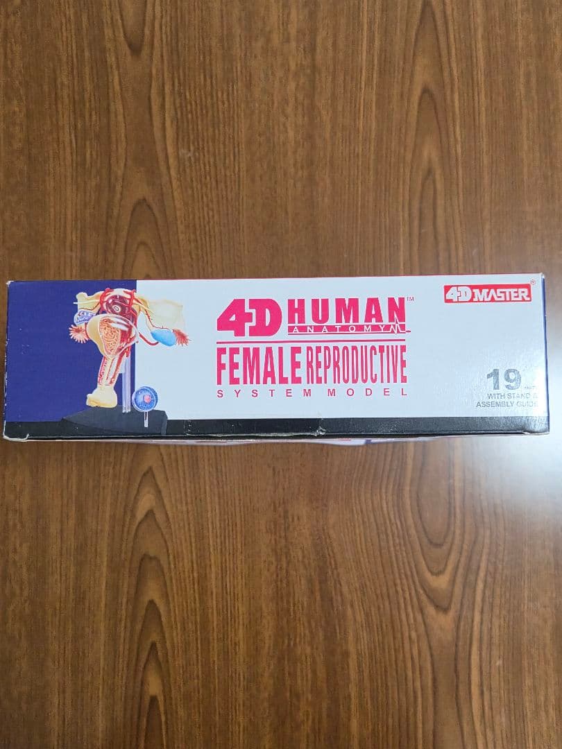 人体模型 4D HUMAN ANATOMYM