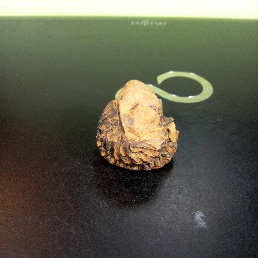 三葉虫　化石　fossil　ボリビア産　トライロバイト　三葉虫個体⑧