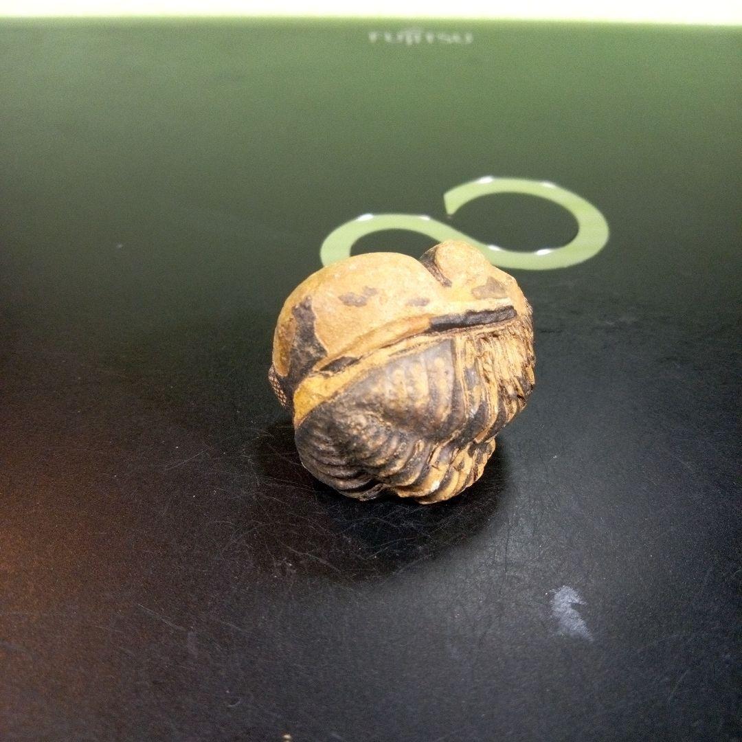 三葉虫　化石　fossil　ボリビア産　トライロバイト　三葉虫個体⑧