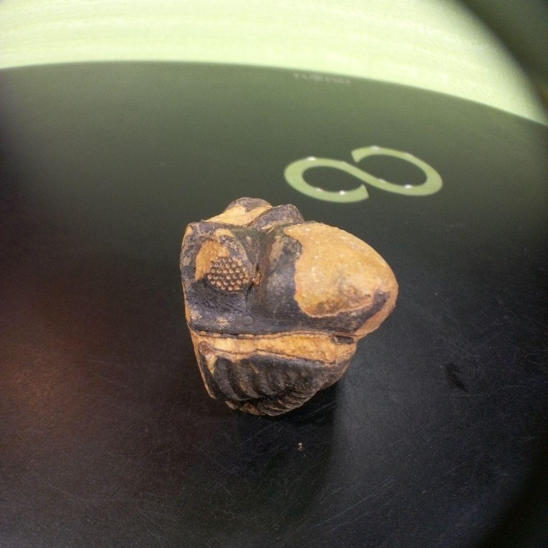 三葉虫　化石　fossil　ボリビア産　トライロバイト　三葉虫個体⑧