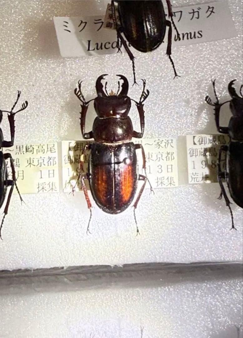 ミクラミヤマクワガタ黄紋型【規制前採集個体】