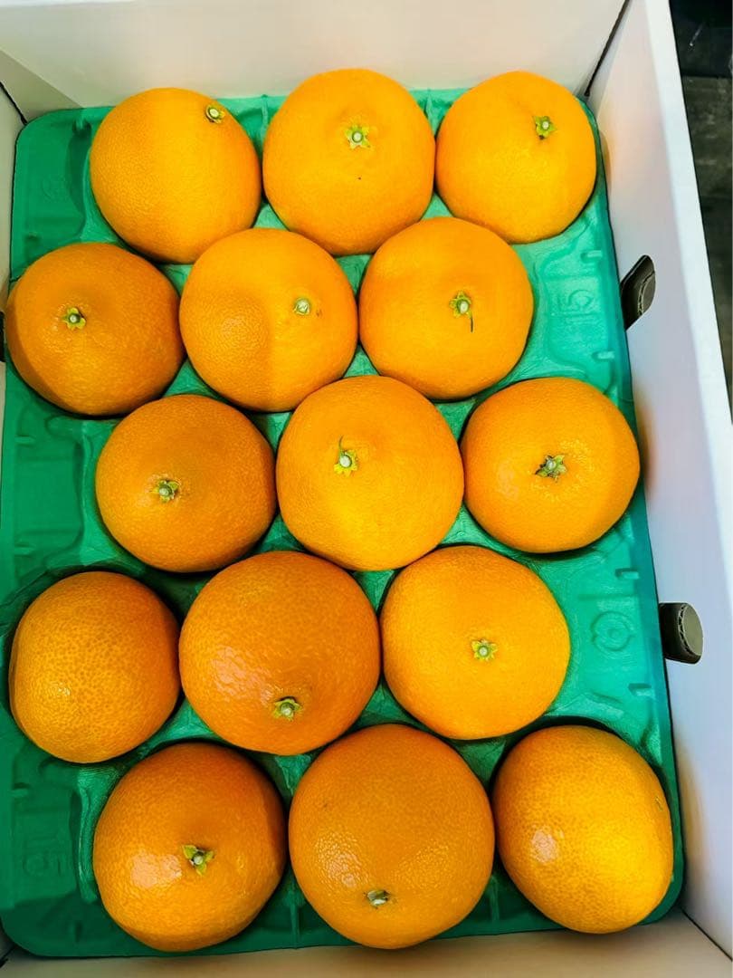 紅まどんな　高級贈答