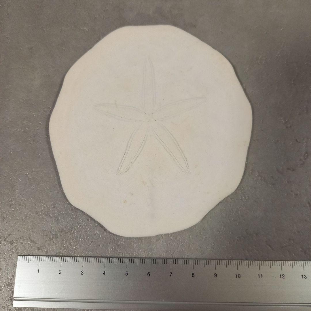 Peronella lesueuri　殻