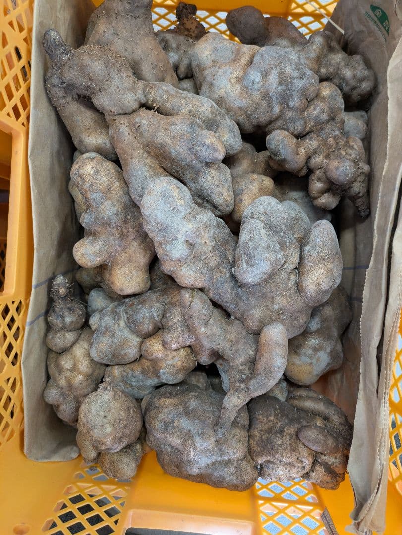 山芋　規格外品　10kg