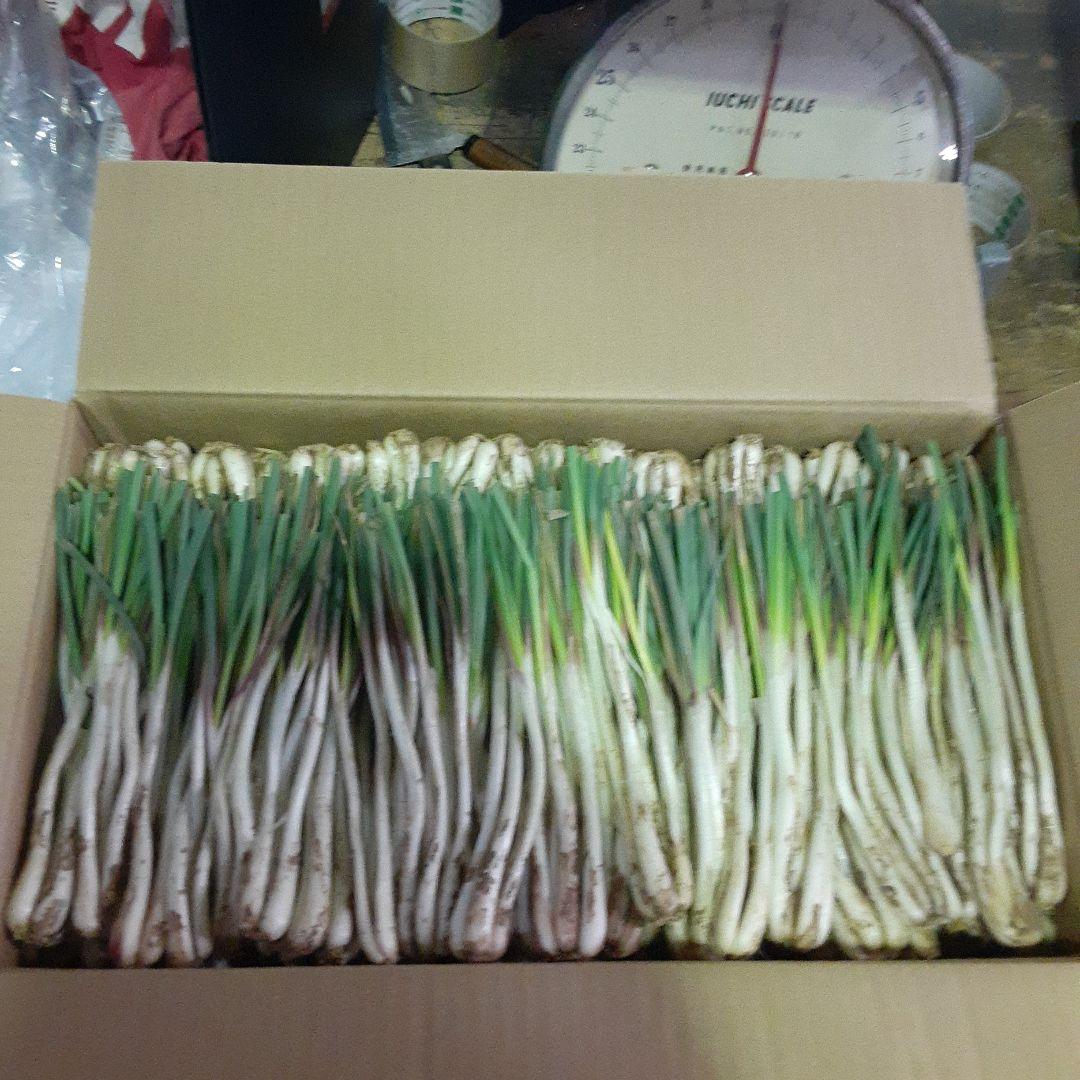 伊江島産♪ 島らっきょう5㎏