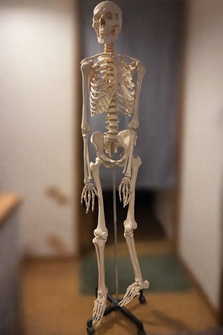 人体模型 可動関節 等身大 180cm