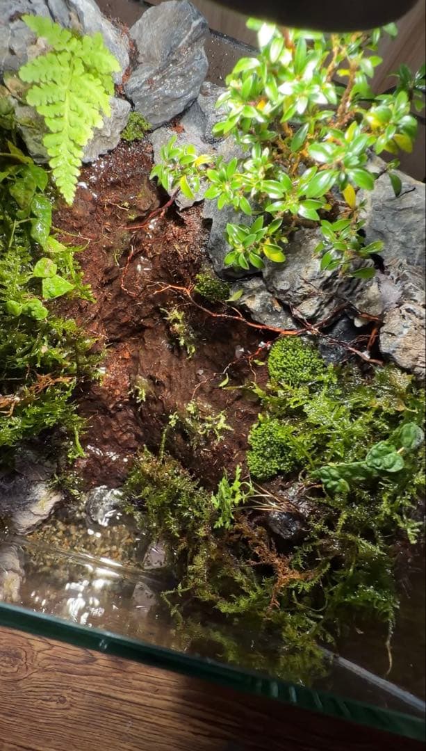 【受注生産】水が滴る渓谷のアクアテラリウム