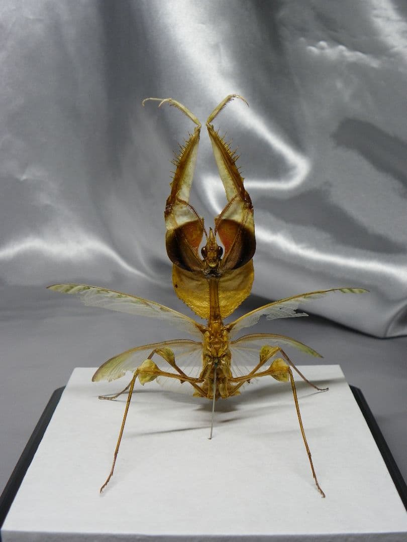 ニセハナマオウカマキリ ♂ 立体標本