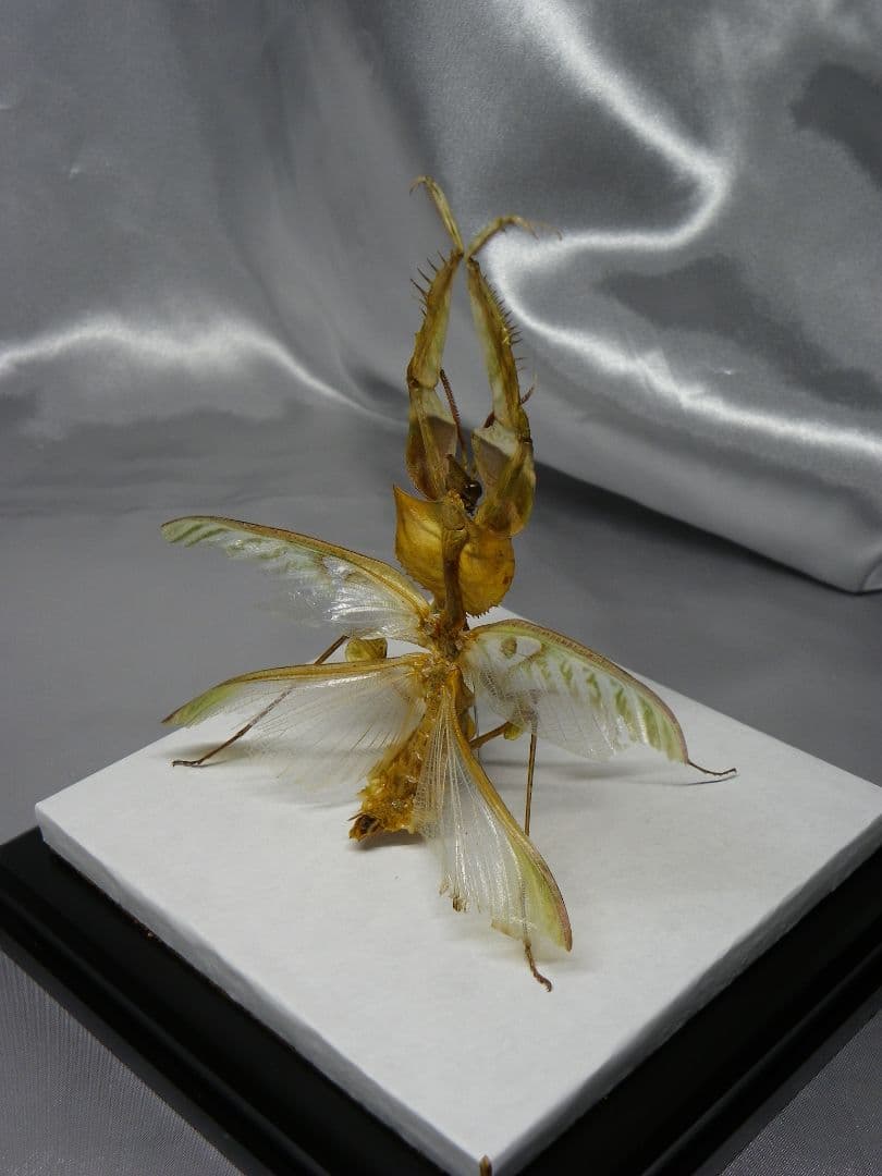 ニセハナマオウカマキリ ♂ 立体標本