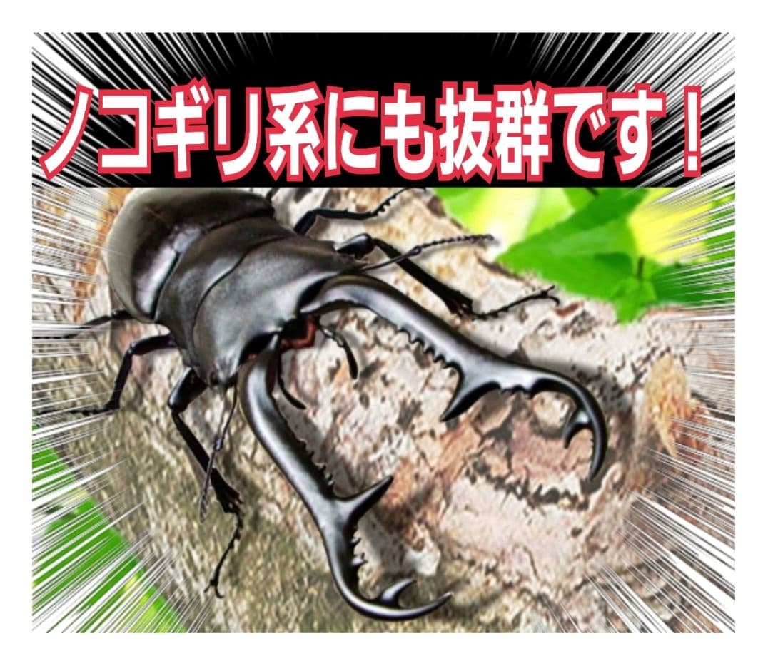 極上！ヒマラヤひらたけ菌糸瓶☆特大1500ml【6本】トレハロース強化配合！