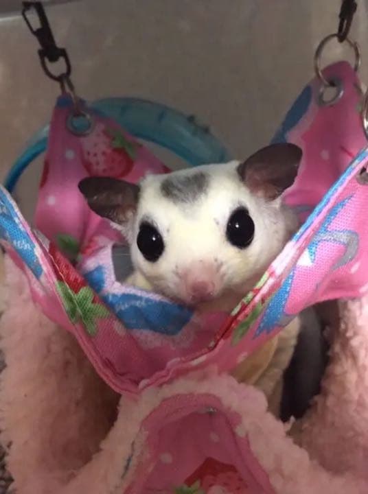 モモンガハウス（動物のサイクリング）秋・春仕様  1850円