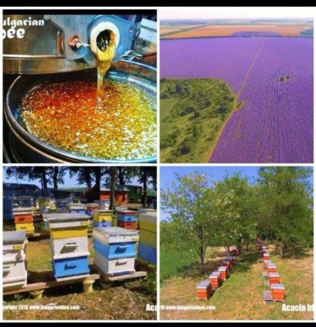 バルボア24個EU認定オーガニック リンデン巣蜜 350g.ブルガリア産