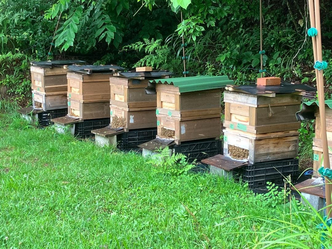 【完売間近】 山栗 百花蜜 1000g 2本 セイヨウミツバチ 栗蜜 国産蜂蜜