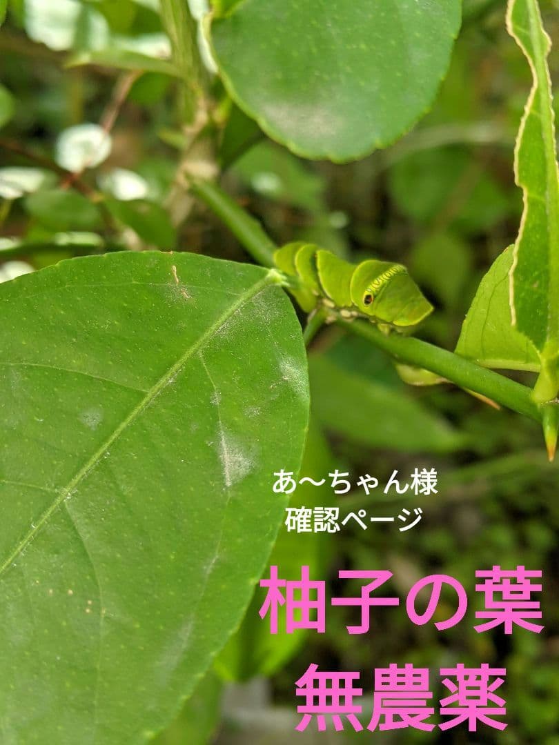 あ～ちゃん様　確認ページ　柚子の葉　無農薬
確認用ページ