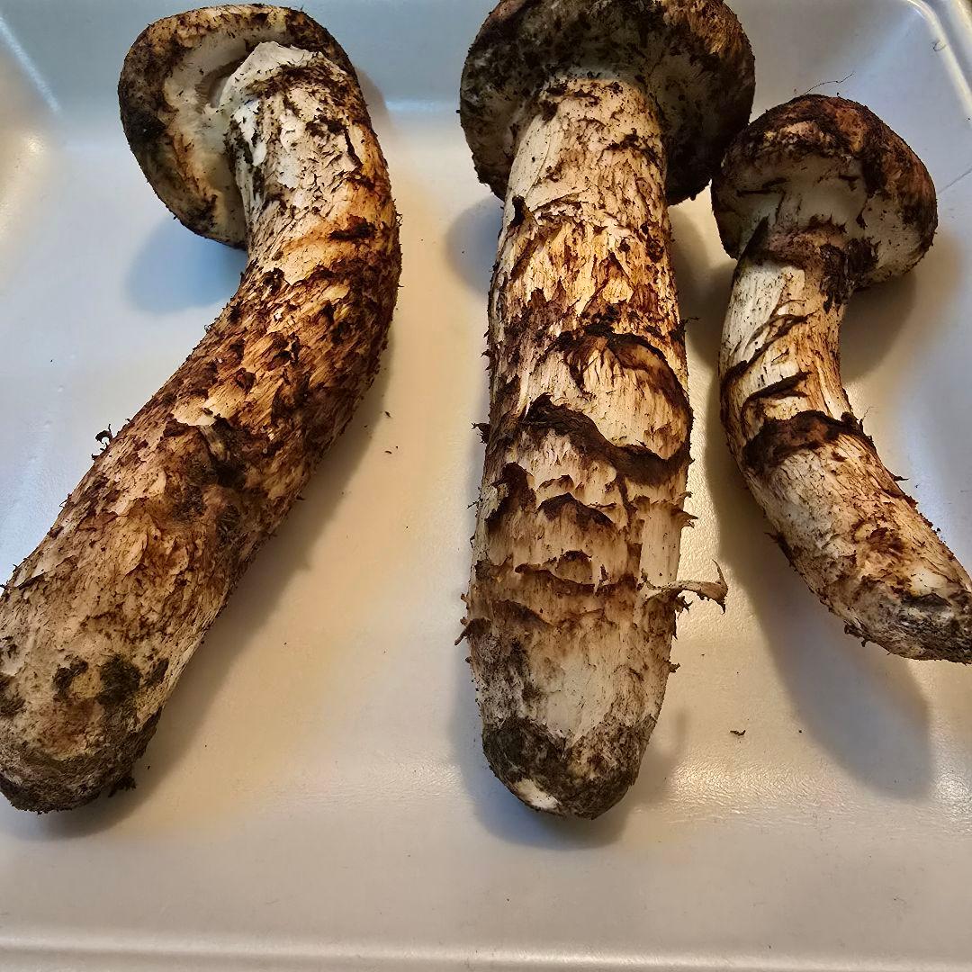 ③岩手県沿岸産 松茸 【蕾】147ｇ 送料無料‼️