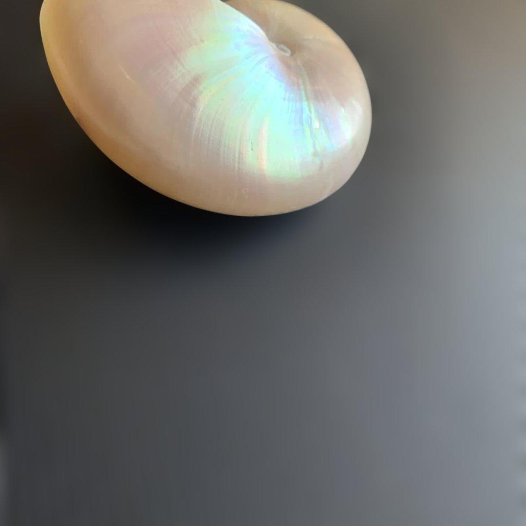 値下げ中！虹色光沢の螺旋貝殻