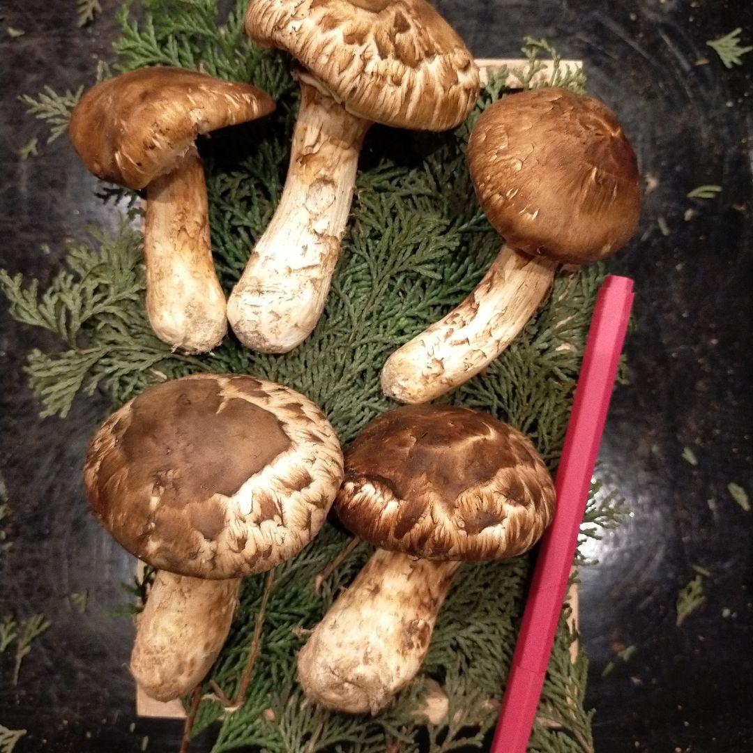 【本日ラスト】信州産　松茸　長野県　クール便　200g