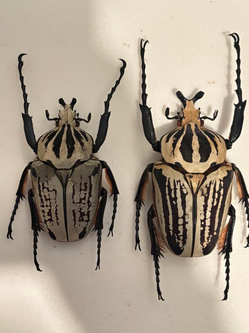 みゆみゆ様ご確認用