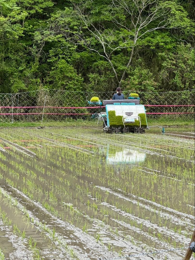 令和7年産【丹波篠山コシヒカリ】白米10kg 7年産も極上米/食味値87点