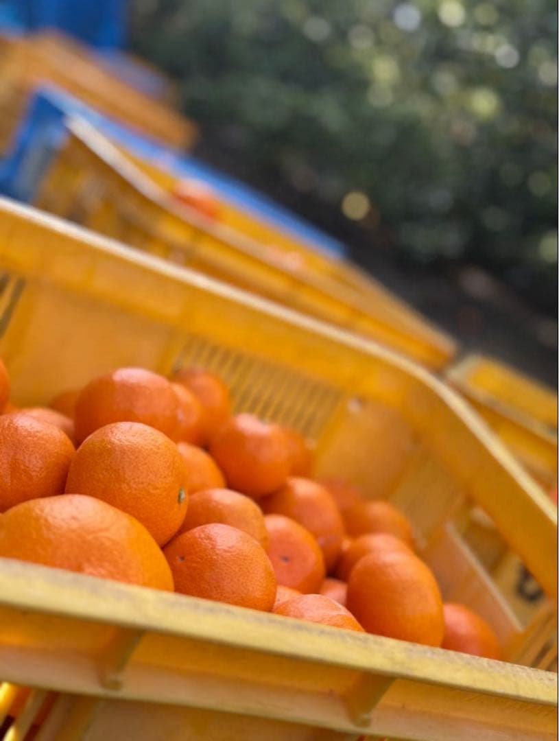 ⑤温州みかん 樹熟大坊みかん 秀品(贈答品同様)2S、Sサイズ10kg