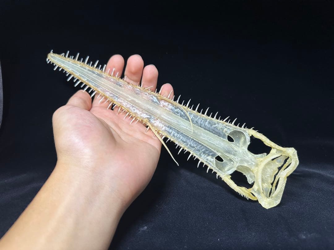 ノコギリザメ 骨格標本