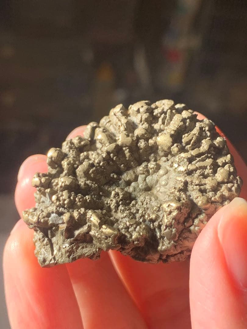 アンモナイト　パイライト　化石　黄鉄鉱　アンモライト　恐竜　爪　歯　牙　三葉虫