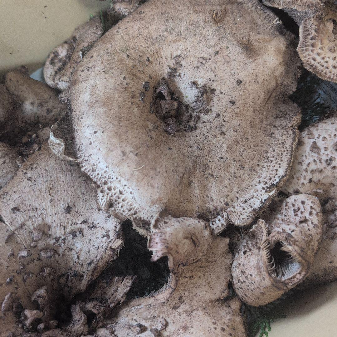 天然きのこ 2517